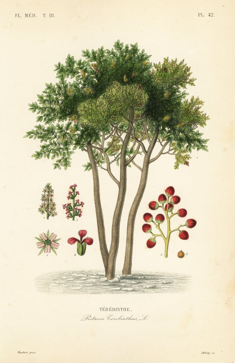 Gravure ancienne d'un pistachier térébinthe (Pistacia terebinthus)
