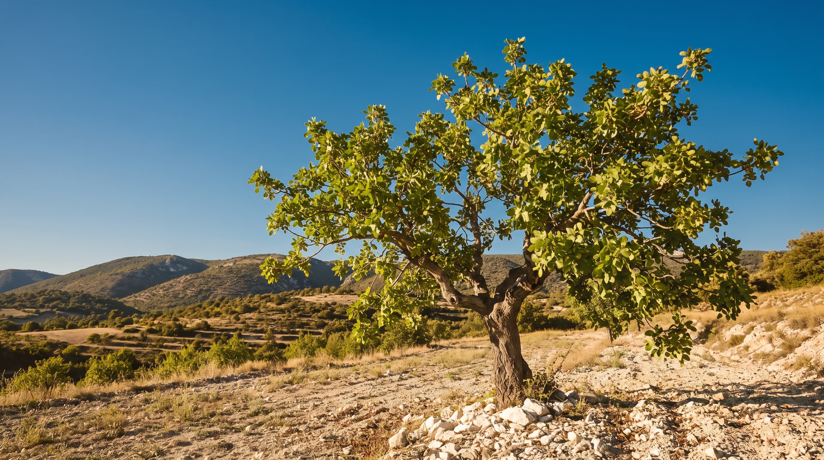 Jeune pistachier isolé en Provence à Pertuis, avec les collines du Luberon en arrière-plan