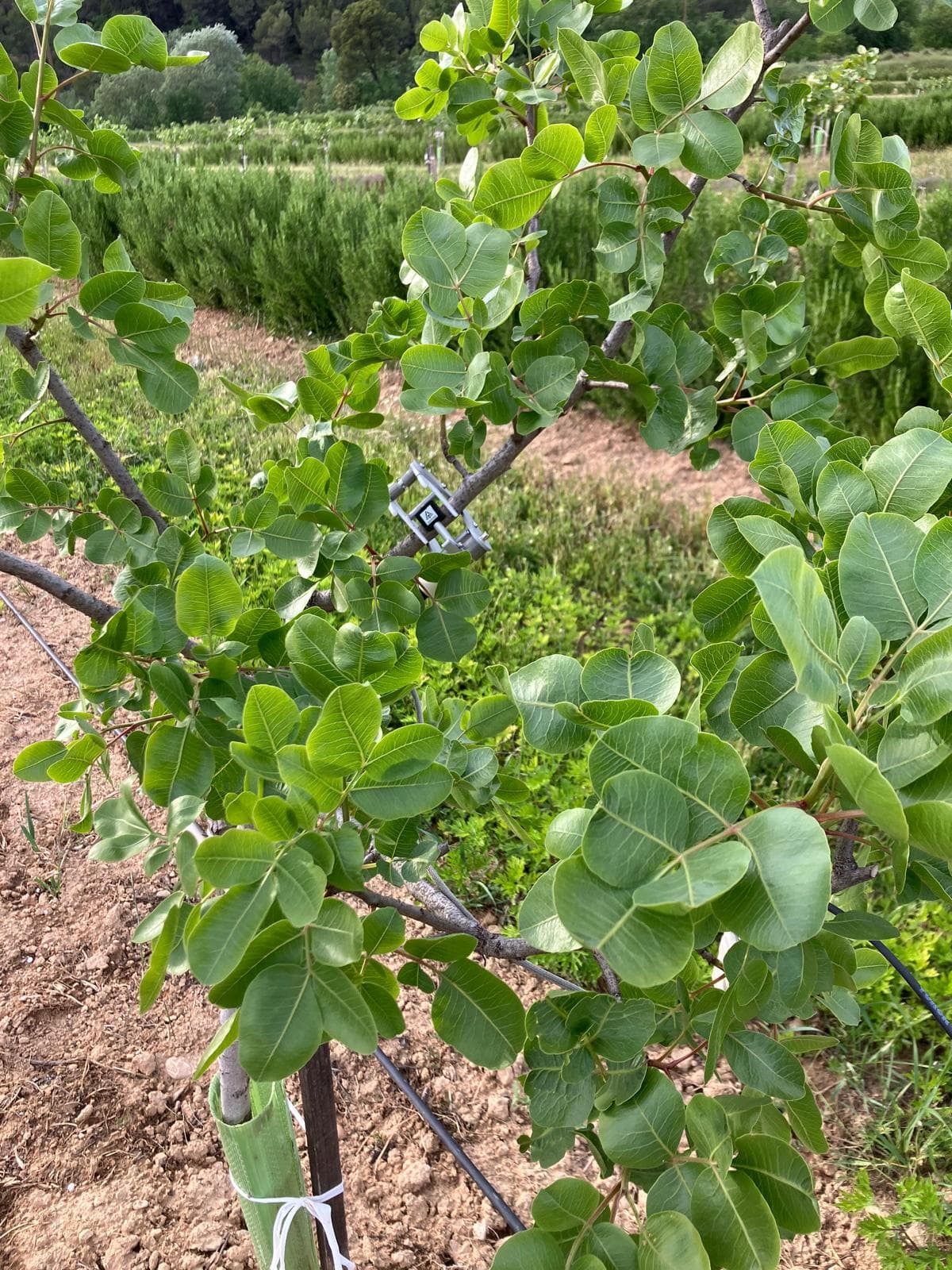 Jeune pistachier vrai (Pistacia vera) à Pertuis en mai 2026, feuillage vert en pleine croissance, tuteuré, sur nos parcelles des Jardins d'Hélios